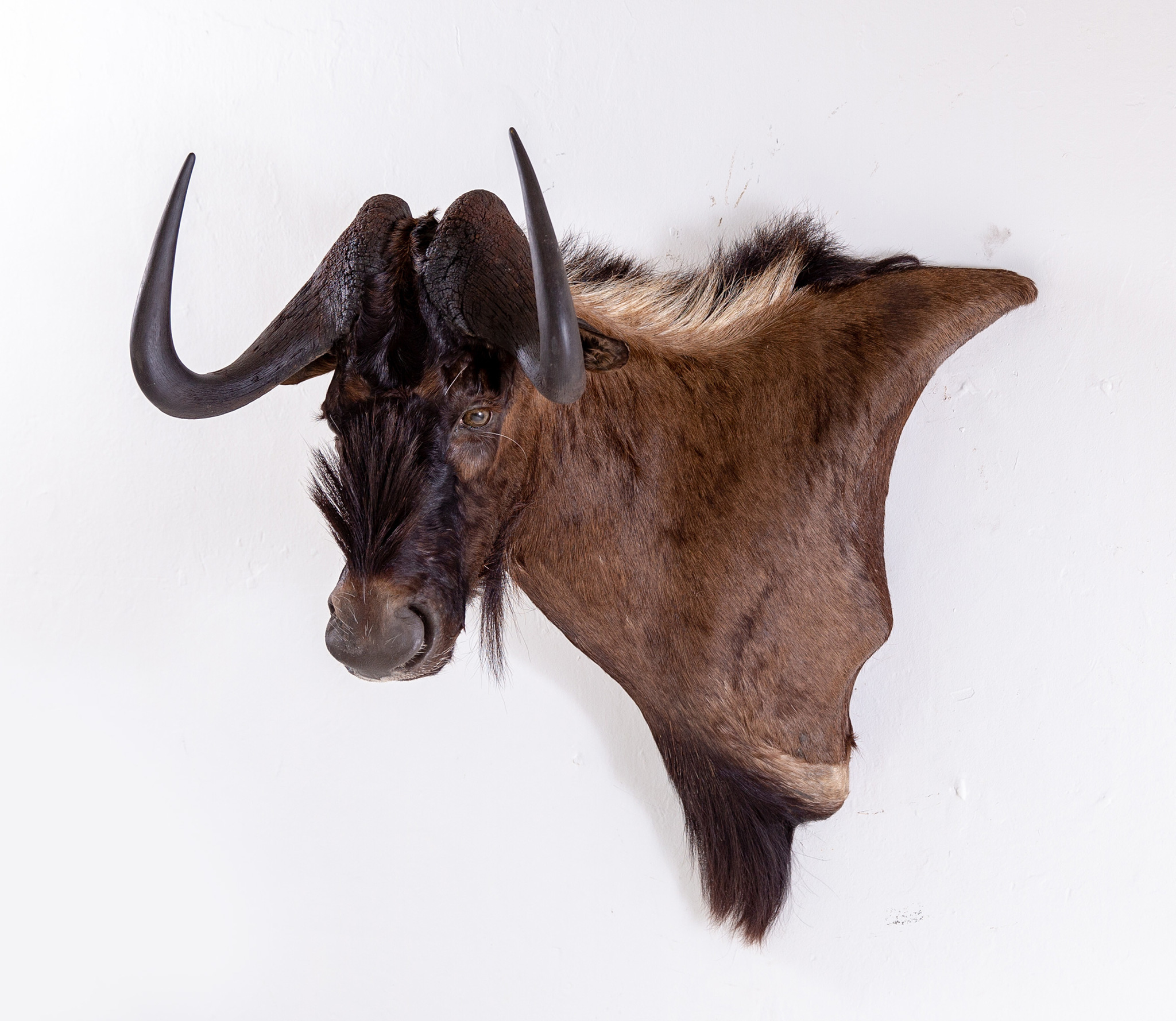Black Wildebeest Wall Pedestal Splitting Image Taxidermy